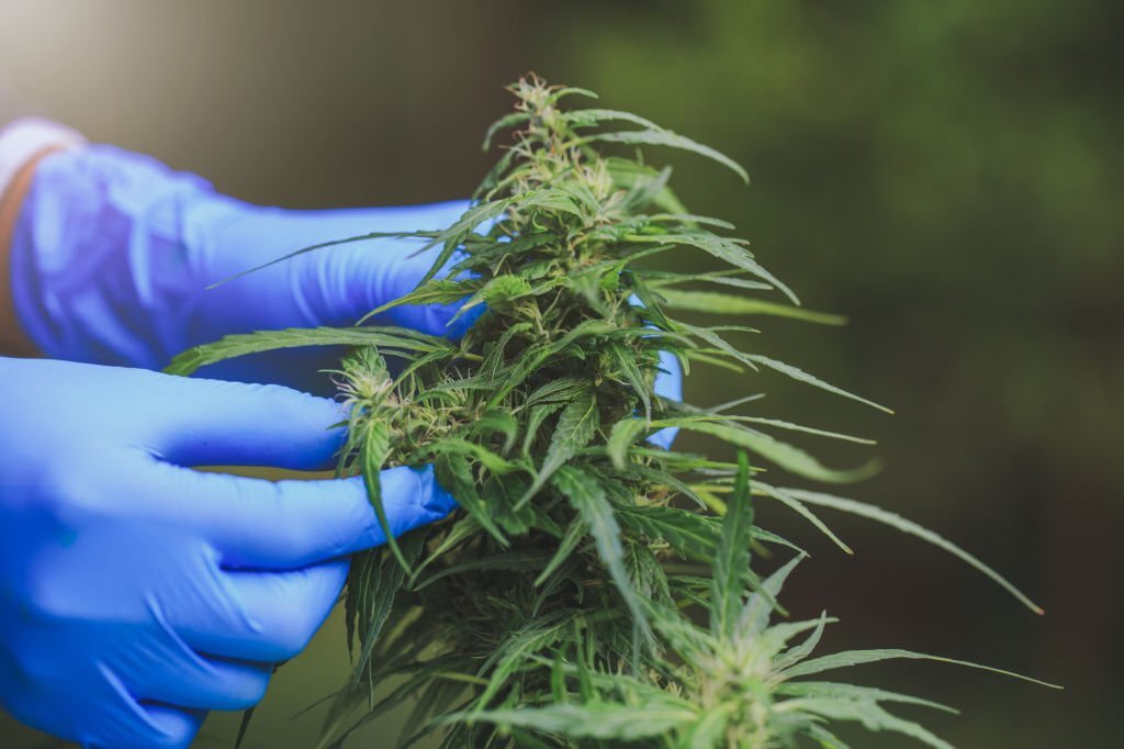 cannabis and hemp market entry report Thailand Witsaroot L&L Consulting